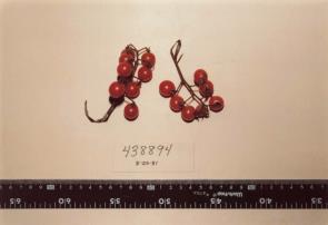 Click for 1 image(s) for this accession. FRUIT